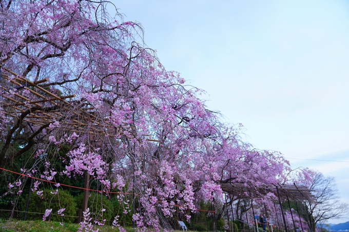 京都_桜情報_2022_48　半木の道　No17