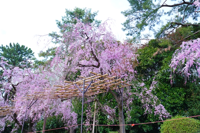 京都_桜情報_2022_48　半木の道　No18