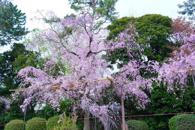 京都_桜情報_2022_48　半木の道　No19