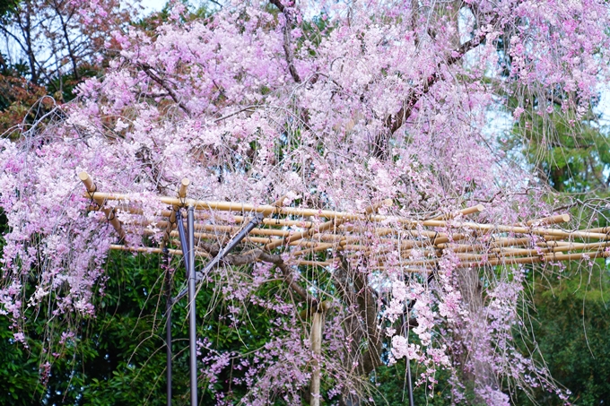 京都_桜情報_2022_48　半木の道　No20