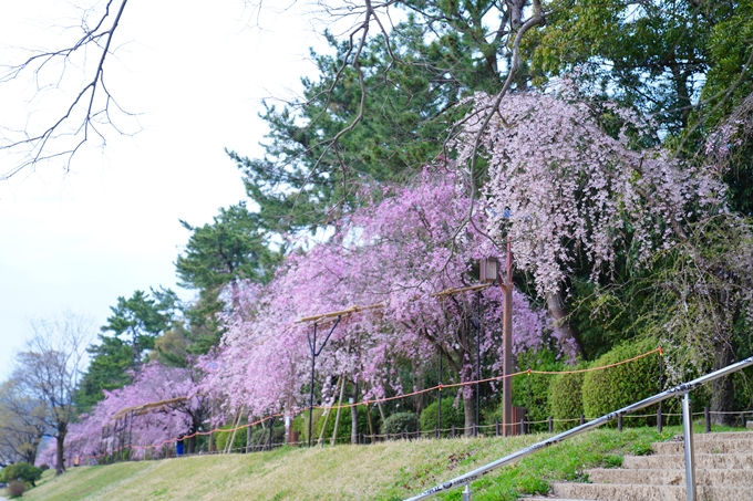 京都_桜情報_2022_48　半木の道　No21