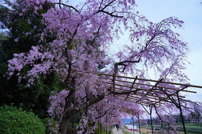 京都_桜情報_2022_48　半木の道　No22