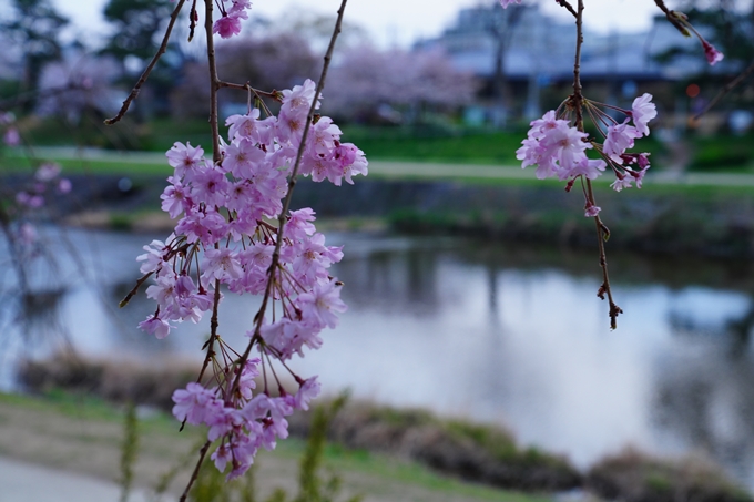 京都_桜情報_2022_48　半木の道　No23