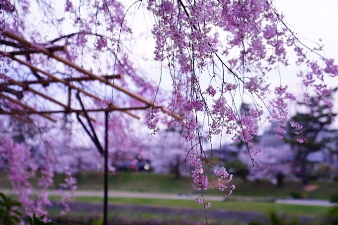 京都_桜情報_2022_48　半木の道　No27