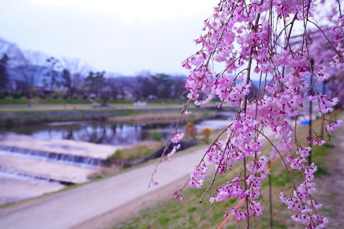 京都_桜情報_2022_48　半木の道　No30