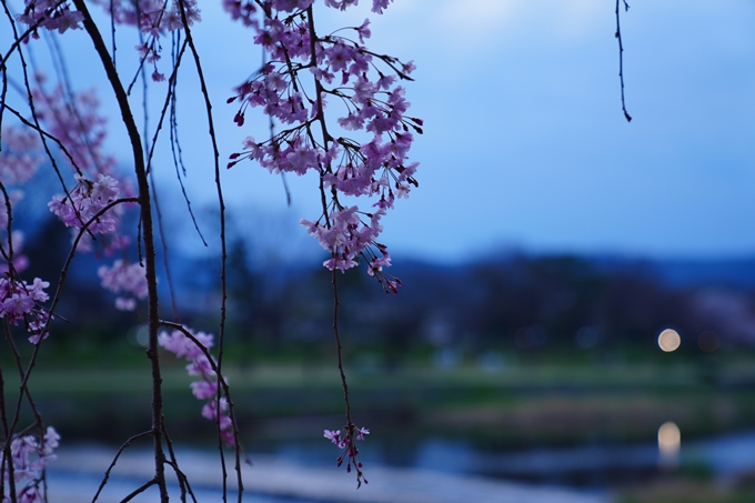 京都_桜情報_2022_48　半木の道　No31