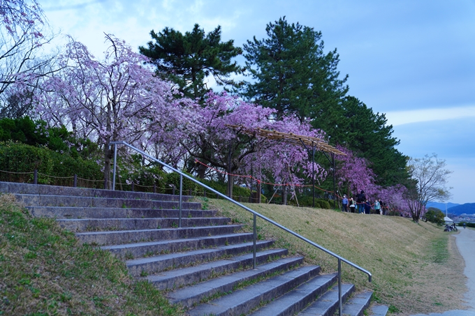 京都_桜情報_2022_48　半木の道　No32