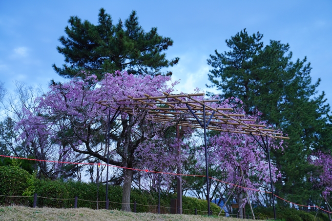 京都_桜情報_2022_48　半木の道　No33