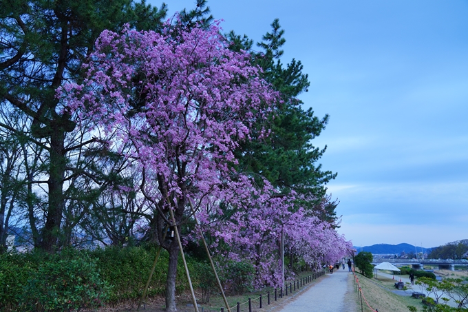 京都_桜情報_2022_48　半木の道　No35