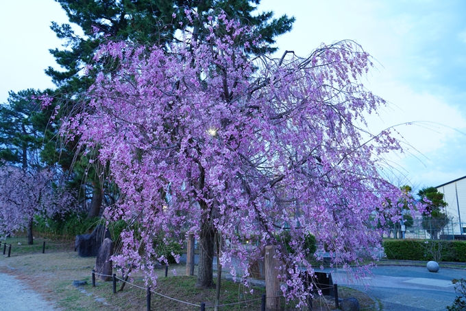 京都_桜情報_2022_48　半木の道　No36