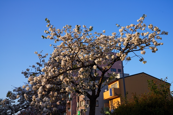 京都_桜情報_2022_49　堀川通り_八重桜　No2