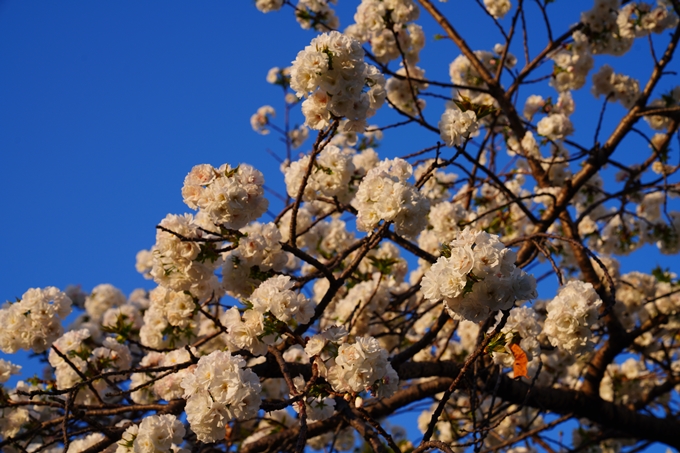 京都_桜情報_2022_49　堀川通り_八重桜　No3