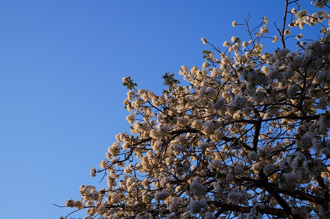 京都_桜情報_2022_49　堀川通り_八重桜　No4