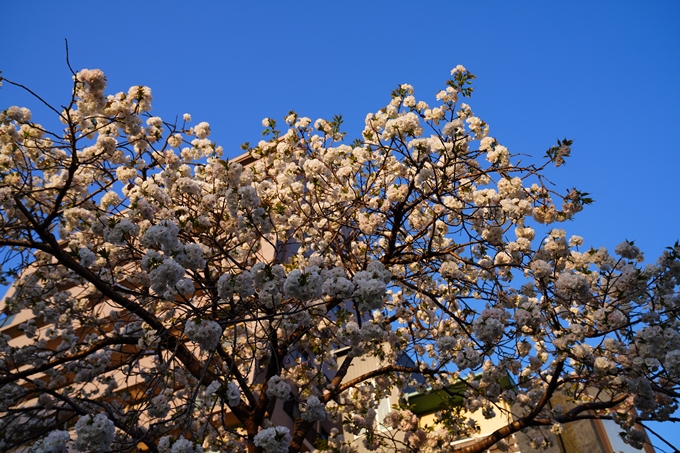 京都_桜情報_2022_49　堀川通り_八重桜　No5