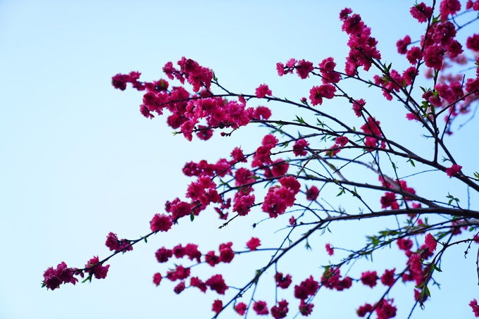 京都_桜情報_2022_49　堀川通り_八重桜　No6