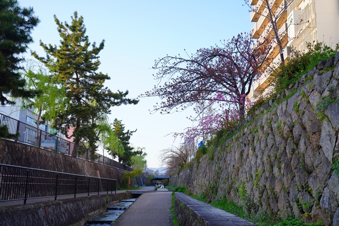 京都_桜情報_2022_49　堀川通り_八重桜　No7