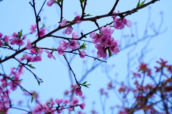 京都_桜情報_2022_49　堀川通り_八重桜　No8