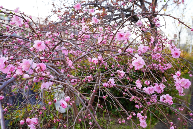 京都_桜情報_2022_49　堀川通り_八重桜　No9