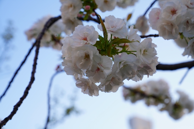 京都_桜情報_2022_49　堀川通り_八重桜　No10