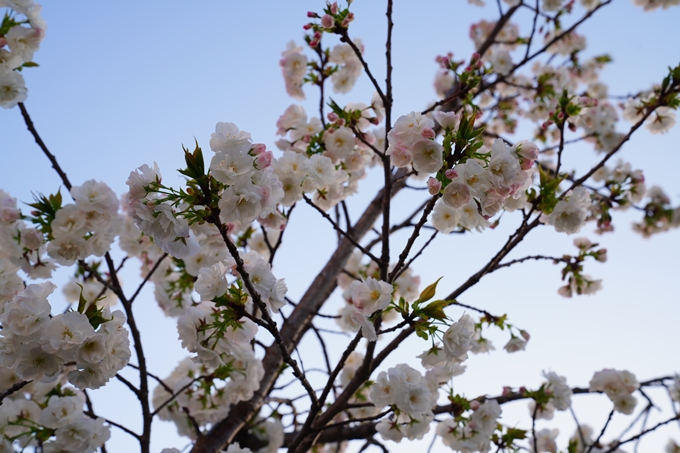 京都_桜情報_2022_49　堀川通り_八重桜　No11