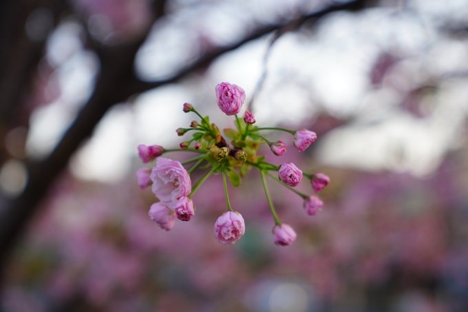 京都_桜情報_2022_49　堀川通り_八重桜　No12