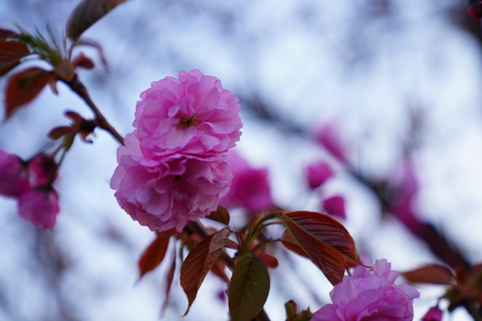 京都_桜情報_2022_49　堀川通り_八重桜　No13