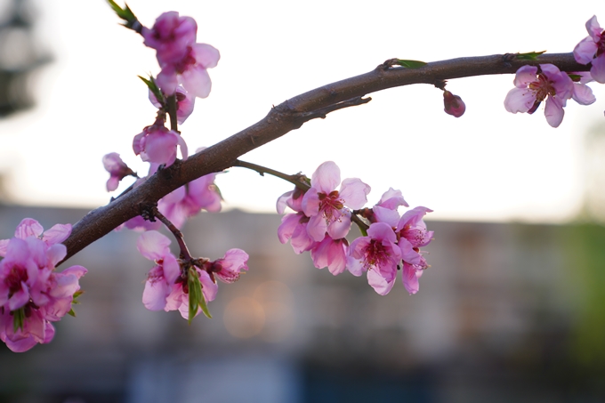 京都_桜情報_2022_49　堀川通り_八重桜　No14