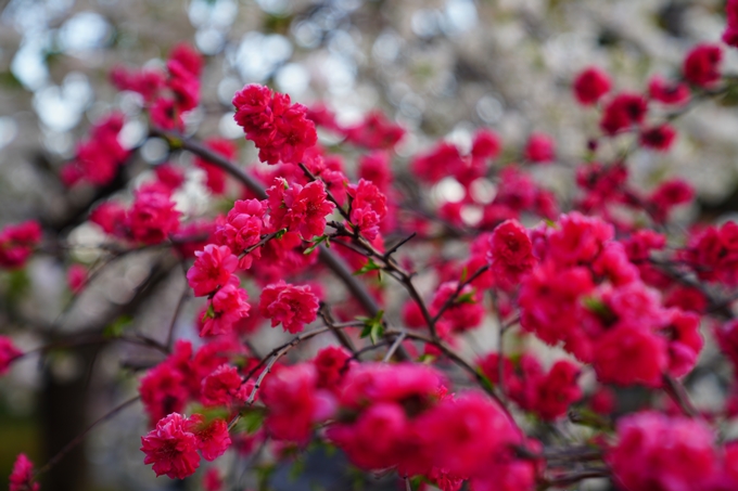 京都_桜情報_2022_49　堀川通り_八重桜　No15