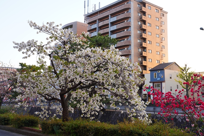 京都_桜情報_2022_49　堀川通り_八重桜　No16