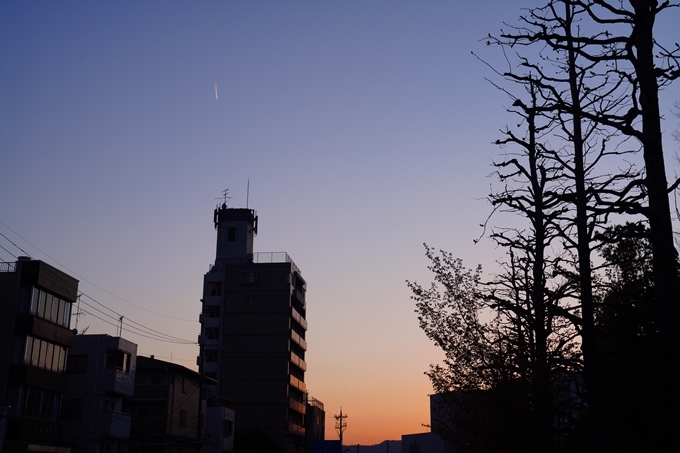 京都_桜情報_2022_49　堀川通り_八重桜　No19