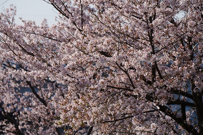 京都_桜情報_2022_50　大堰川堤防　No2