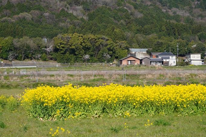 京都_桜情報_2022_50　大堰川堤防　No3