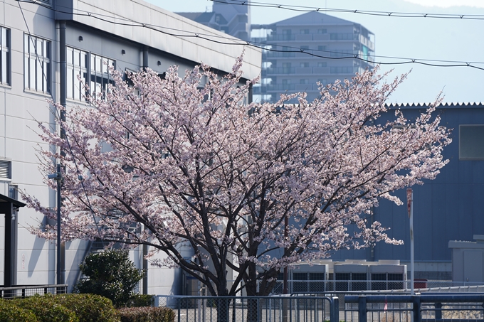 京都_桜情報_2022_50　大堰川堤防　No4