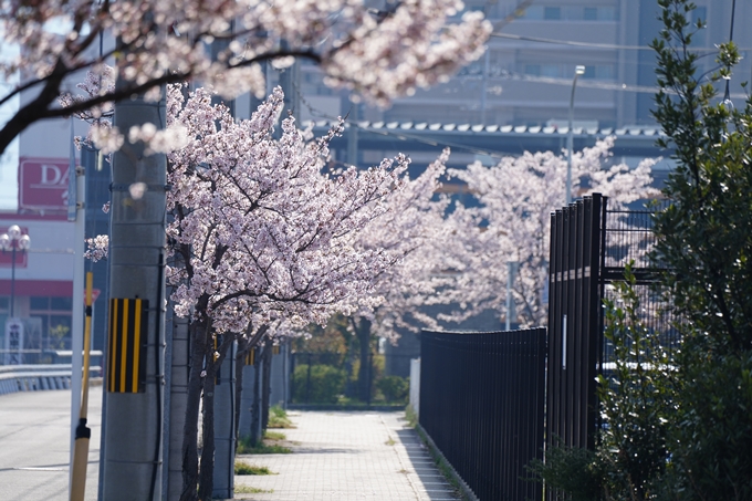 京都_桜情報_2022_50　大堰川堤防　No5