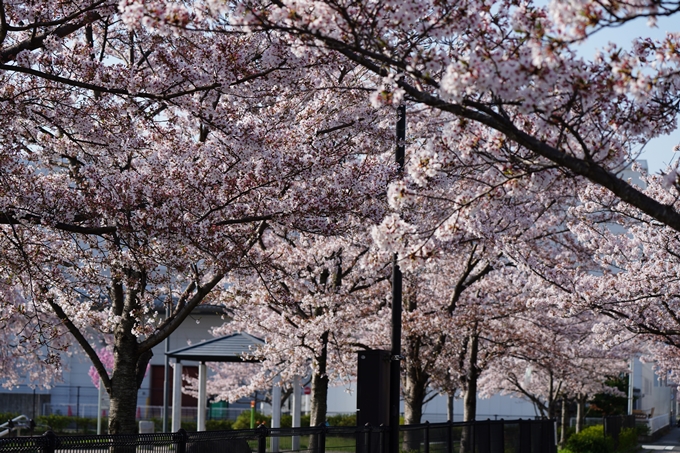 京都_桜情報_2022_50　大堰川堤防　No6