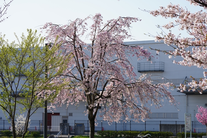 京都_桜情報_2022_50　大堰川堤防　No7