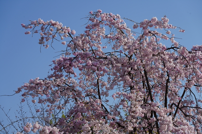 京都_桜情報_2022_50　大堰川堤防　No8