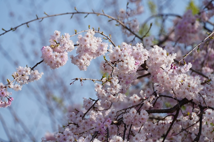 京都_桜情報_2022_50　大堰川堤防　No9