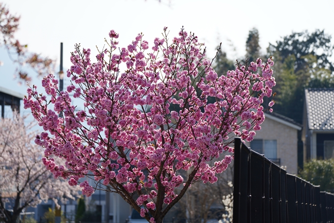 京都_桜情報_2022_50　大堰川堤防　No10