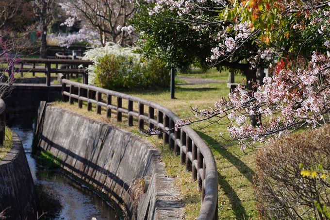 京都_桜情報_2022_50　大堰川堤防　No11