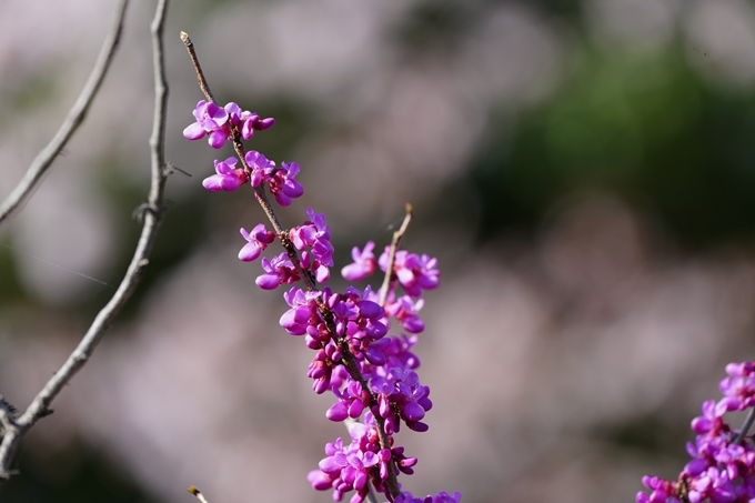 京都_桜情報_2022_50　大堰川堤防　No12