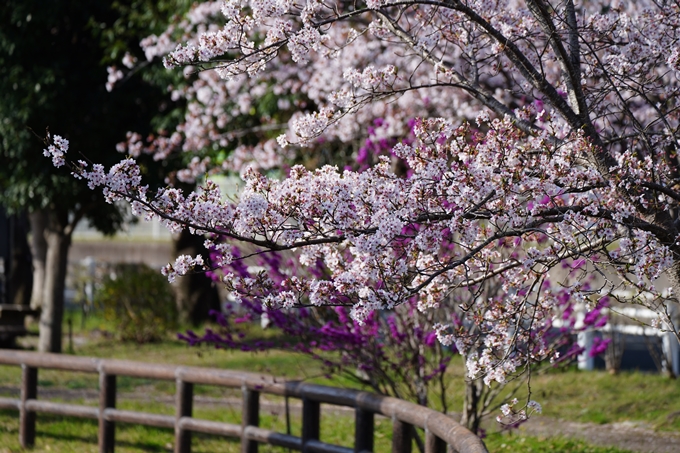 京都_桜情報_2022_50　大堰川堤防　No14