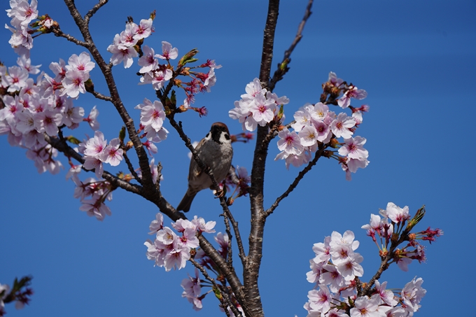 京都_桜情報_2022_50　大堰川堤防　No15