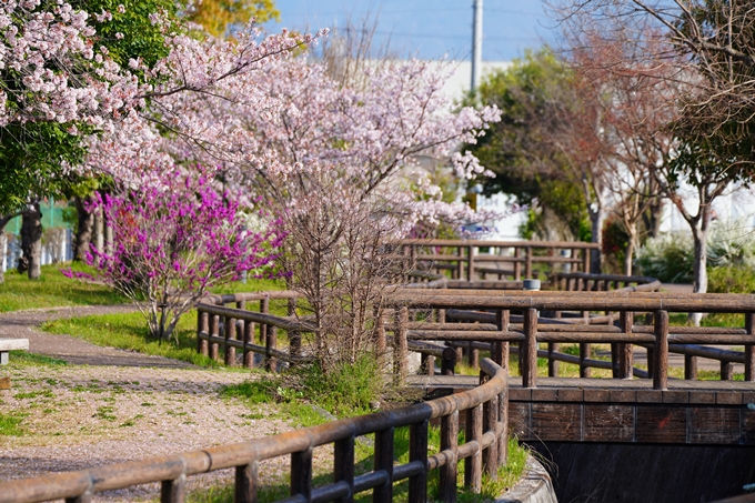 京都_桜情報_2022_50　大堰川堤防　No17