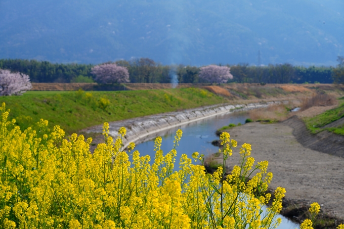 京都_桜情報_2022_50　大堰川堤防　No18