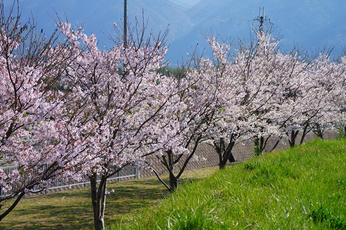 京都_桜情報_2022_50　大堰川堤防　No20