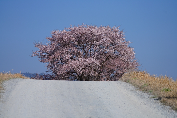 京都_桜情報_2022_50　大堰川堤防　No21