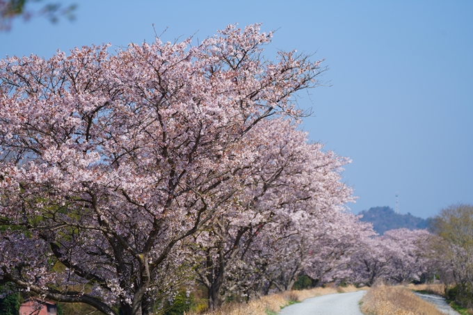 京都_桜情報_2022_50　大堰川堤防　No23