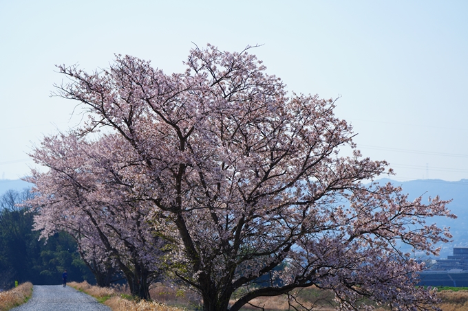 京都_桜情報_2022_50　大堰川堤防　No24