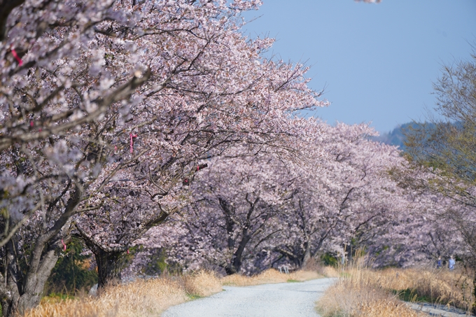 京都_桜情報_2022_50　大堰川堤防　No25